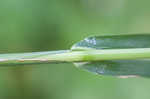 Rough barnyardgrass